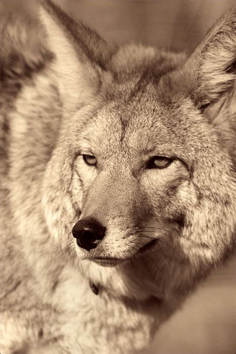 The Daily Coyote » Blog Archive » Zombie Coyote