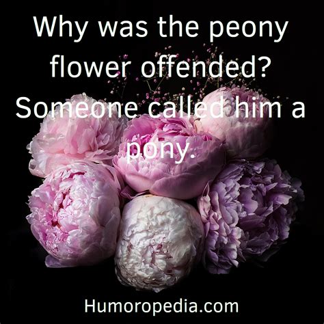 99+ Best Flower Puns & Jokes So Funny You’ll Definitely LOL | Flower puns, Jokes, Puns jokes