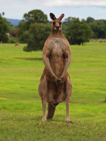 Which UFC Fighter would have the best chance against this Kangaroo ...