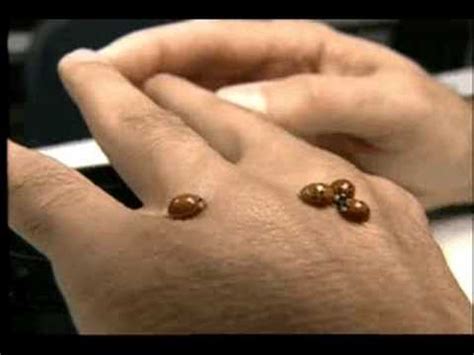 Multicolored Asian Lady Beetle Biting a Hand - YouTube