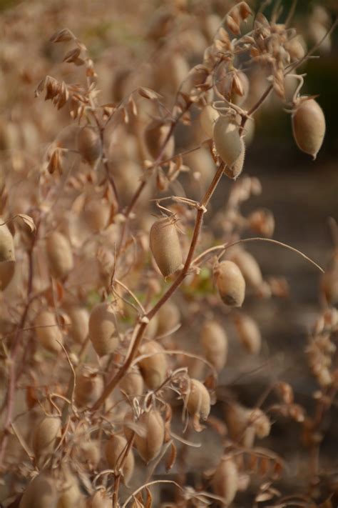 Chickpea - Harvesting - Alberta Pulse Growers