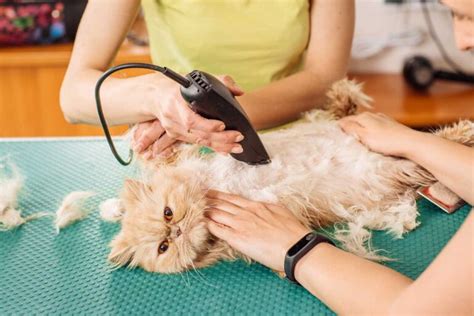 How to Deal With Matted Cat Fur (3 Options Explored) - TheCatSite