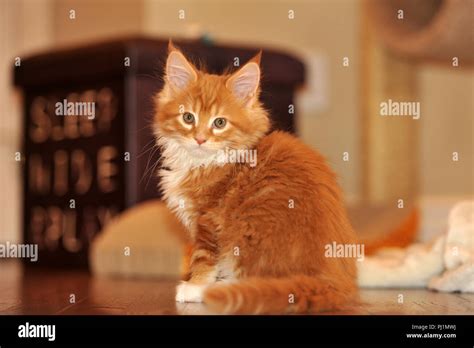 Orange Maine Coon Kitten Stock Photo - Alamy