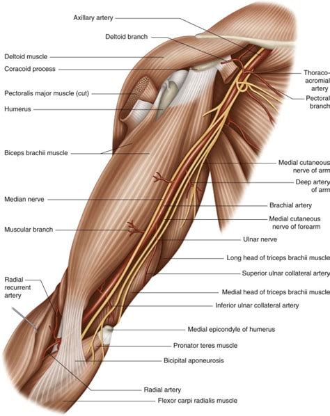 Brachial 200 The Surgical Anatomy Of The Brachial Arter Flickr | Images and Photos finder