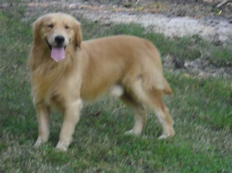 Golden Retriever Adoption Va | PETSIDI