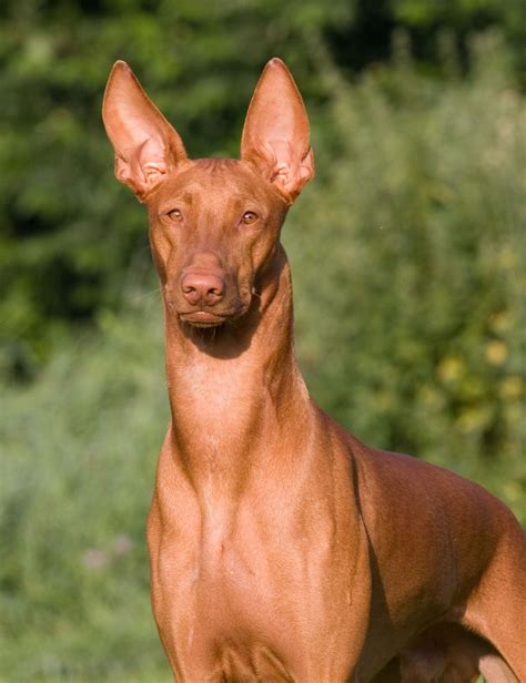 A Magnificent Pharaoh Hound. | Expensive dogs, Pharaoh hound, Dog breeds