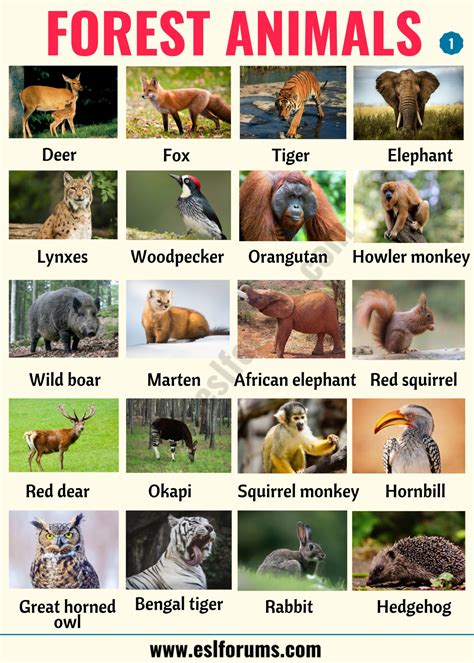 List of Animals: A Big Lesson of Animal Names with the Pictures! - ESL Forums