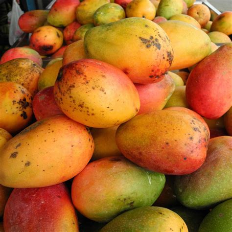 Mango | Kilo - Organic Nosara