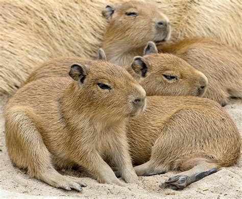 Capybara Newborn