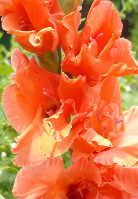 Gladiole | Flower pictures, Planting flowers, Flowers