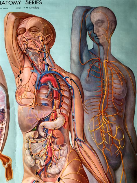 RESERVED - Lymphatic System Pull Down Chart, Denoyer Geppert Anatomy ...