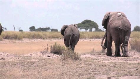 Elephant mating season in Amboseli, Kenya - YouTube