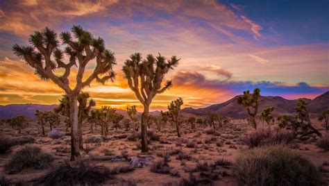 Photos for free Sunset, Joshua Tree National Park, California - to the desktop