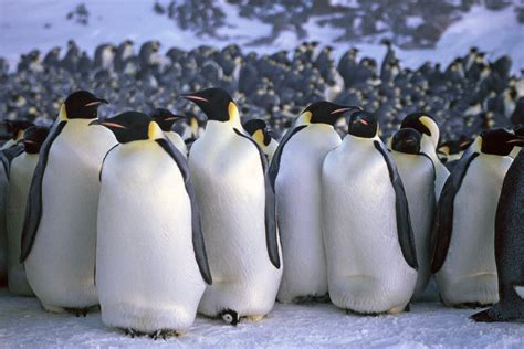 World's Second Largest Penguin Community In Antarctica Is Disappearing Due To Thinning Ice