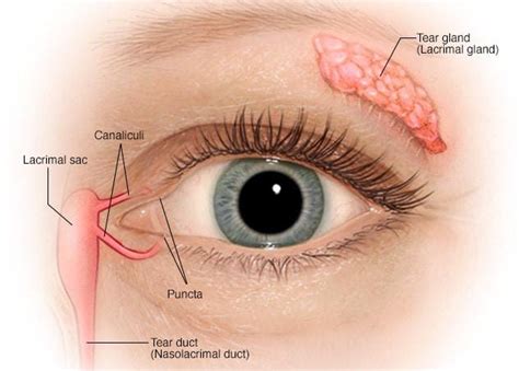 LACRIMAL GLANDS - Optography