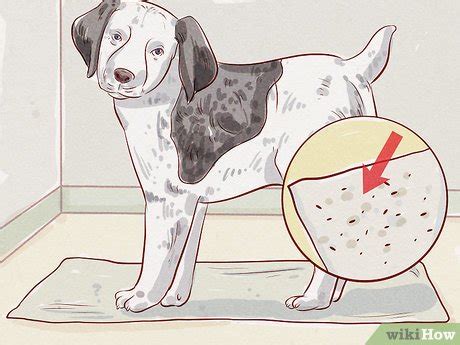 How to Tell if Your Dog Has Fleas: 14 Steps (with Pictures)