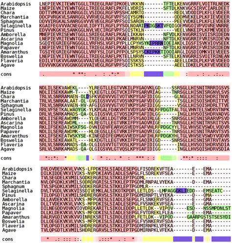 RLSB homologs are present and conserved across a broad range of plants... | Download Scientific ...