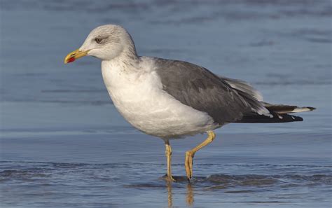 Lesser Black-backed Gull | San Diego Bird Spot