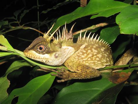 The Phuket horned tree agamid has mighty Godzilla spines - Australian Geographic