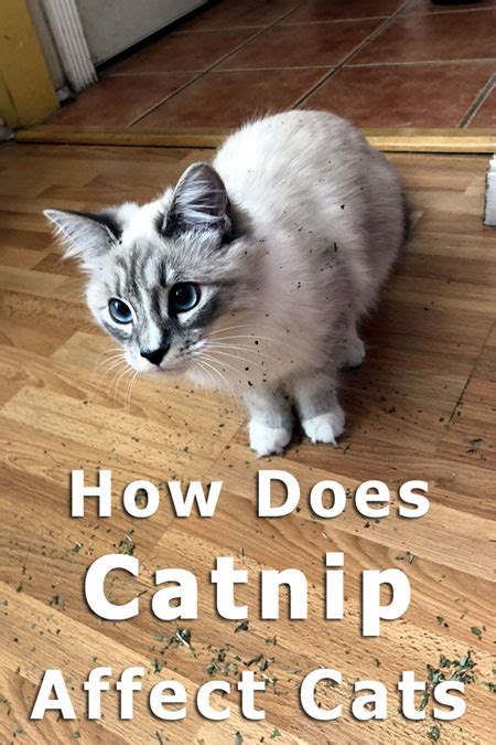 How Does Catnip Affect Cats? [3 Actionable Ways] - TheCatSite