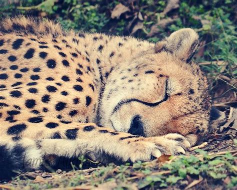 Sleeping Cheetah 8x10 Fine Art Photograph - Animal, Nature, Cat, Nap, Rest, Print | Cute animals ...