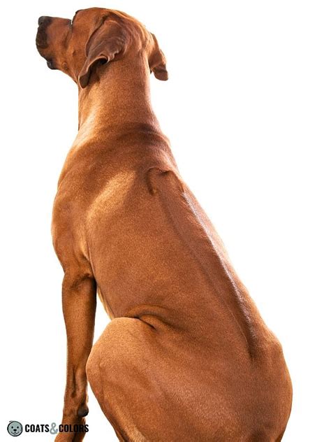 Understanding Ridgeback Genetics | Coats and Colors