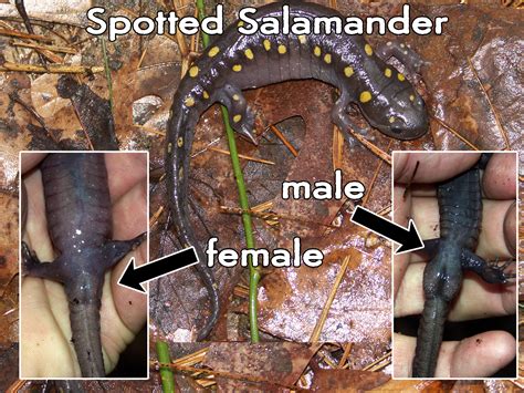 Spotted salamander | wickedbigpuddles