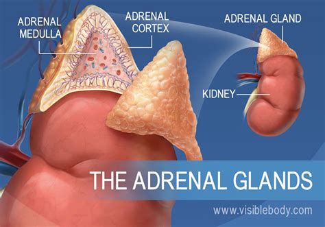 A diagram of the adrenal glands, showing the adrenal medulla, adrenal ...