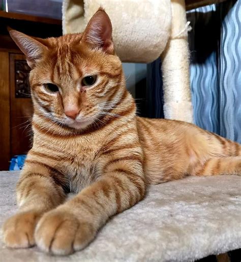 10 Must-Have Products for Your Adorable Orange Tabby Cat Breed: Your Buying Guide - Furry Folly