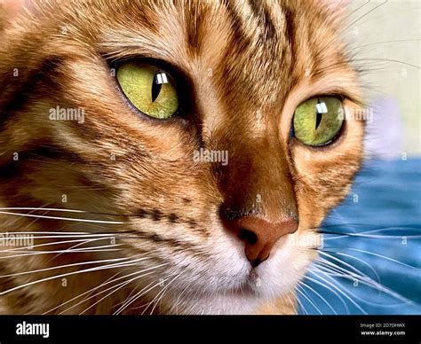 Bengal cat face close-up, portrait of Bengal domestic cat Stock Photo - Alamy