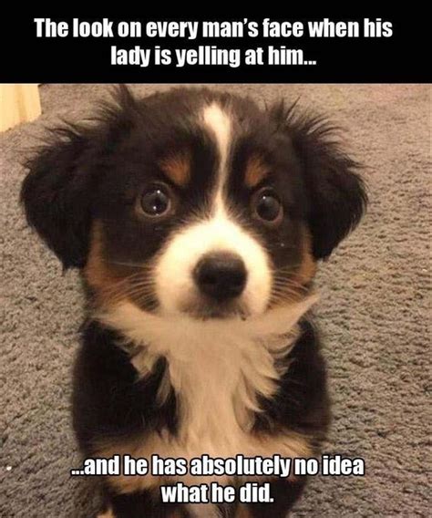 13 Confused Dog Photos And Memes That Will Leave You Laughing | Battute ...