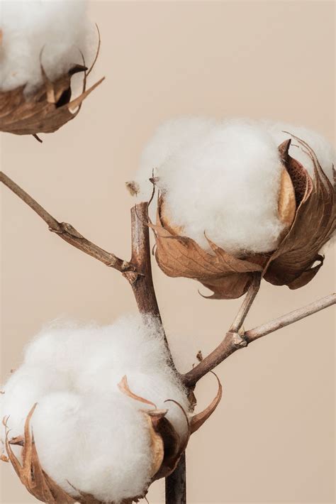 Cotton Plant Images | Free Photos, PNG Stickers, Wallpapers & Backgrounds - rawpixel