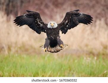 Bald Eagle Flight Stock Photo 1306387213 | Shutterstock