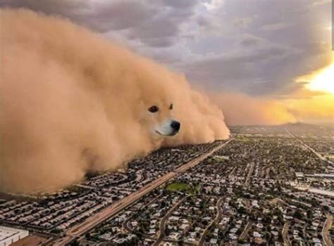 Dust Doge Storm Meme Generator