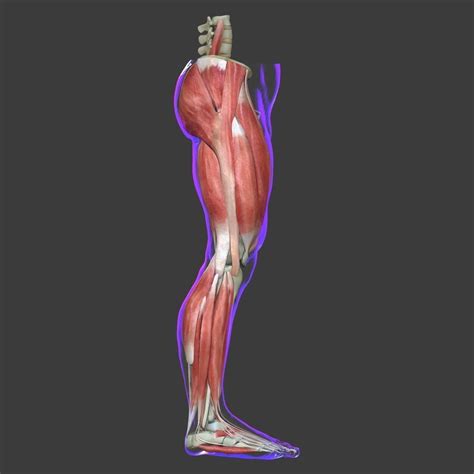 Human Leg Muscle Anatomy Medical Edition | 3D model | Leg muscles ...