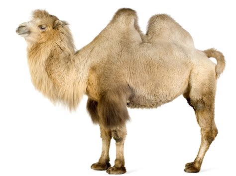 Bactrian Camel - Diet, Pictures, Facts, Habitat, Behavior, Life Cycles | Animals Adda