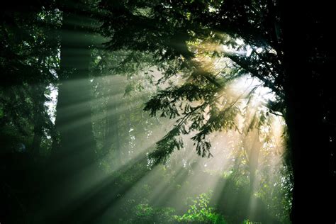 Download Nature Sunbeam HD Wallpaper