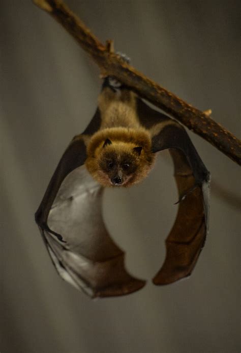 Saving the Rodrigues fruit bat | Chester Zoo