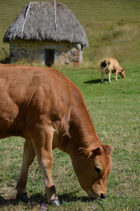 Fotos gratis : césped, granja, prado, fauna silvestre, Zoo, vaca, manada, pastar, pasto, caballo ...