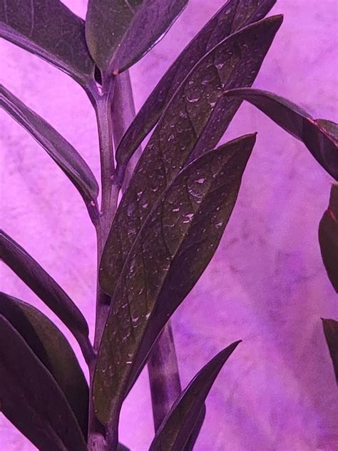 Help! What is on my ZZ plant? : r/houseplants