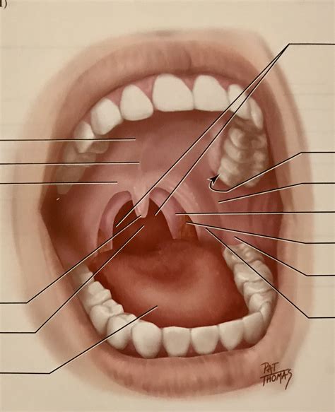 Chapter 2 - Mouth Part 1 Diagram | Quizlet