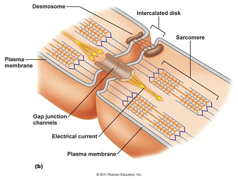 Intercalated disc | Physiology, Medical laboratory science, Medical school essentials