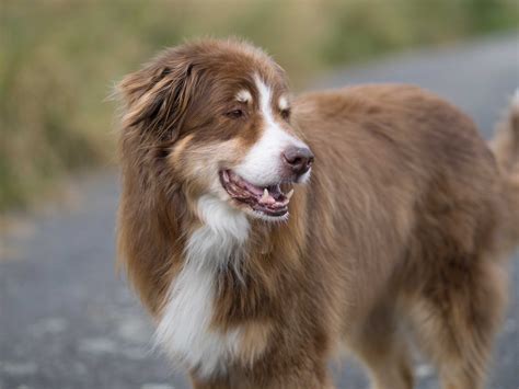 77+ Border Collie Herding Dog Breeds - l2sanpiero