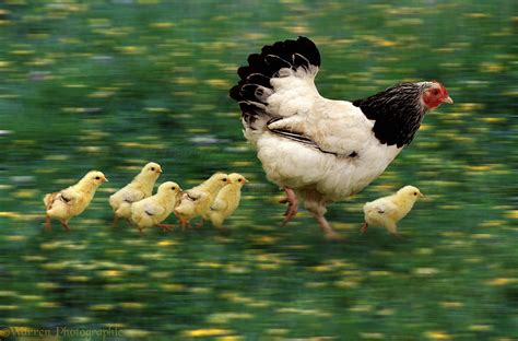 Hen and chicks in motion photo WP00097