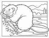Beaver Coloring Pages  ColoringBay sketch template