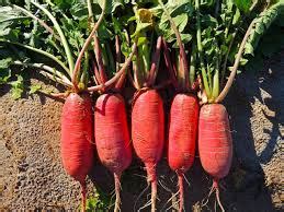 China Rose Radish | Health Benefits