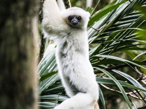 Silky Sifaka Lemur | Smithsonian Photo Contest | Smithsonian Magazine