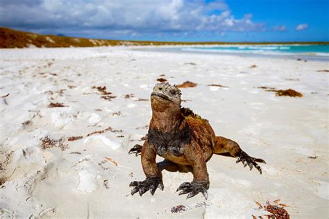 Galapagos Inseln | Einzigartige Flora und Fauna