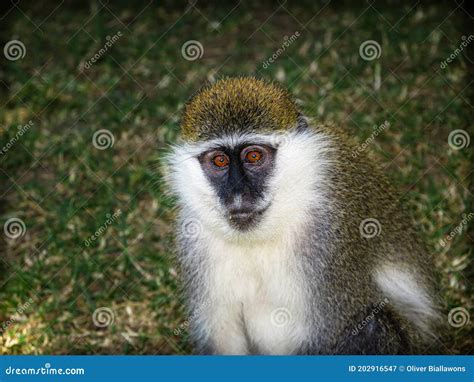 Closeup of an African Green Monkey (Chlorocebus Aethiops Stock Image ...