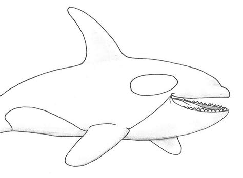 Creative Photo of Shamu Coloring Pages - vicoms.info